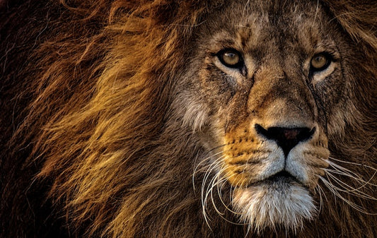 Despertar a Força Interior: O Significado Espiritual dos Leões