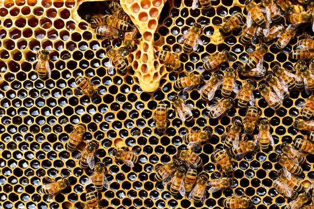 Preserve as abelhas